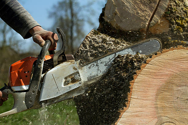 Best Tree Care Services  in Coopersville, MI